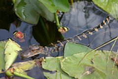 Baby Alligator In The Everglades