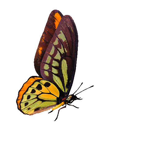 butterfly-animated-gif-45.gif.e92d1361a016ddfa1d2ab6fb05e48980.gif