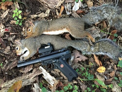pistol squirrelw.jpg