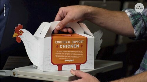 636807563815522576-Popeyes-launches-Emotional-Support-Chicken-promo.jpg