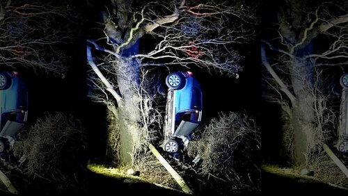 tree-crash.jpg