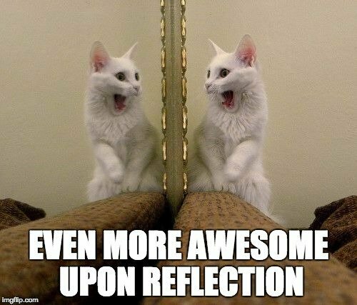 cat reflection meme.jpg