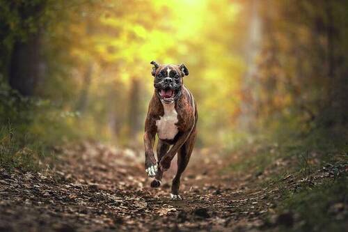 1-boxer-dog-running-in-the-forest-tamas-szarka.jpg.2c556e270a65278afc65105a351b8f1d.jpg