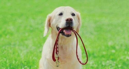 portrait-golden-retriever-dog-holding-leash-mouth-park-209979115.jpg.93d22c029e307325714a4981bd0c88c6.jpg
