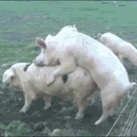 Pigs - Porking - Electric Fence.gif