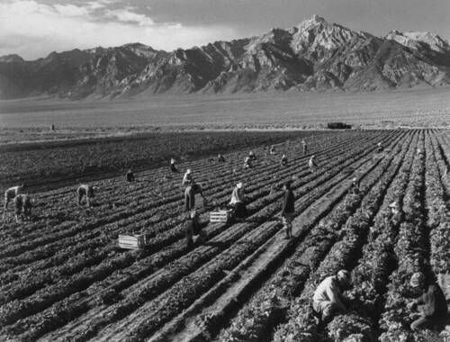 261568470_manzanar-internment-camp-photographs(3).jpg.d23af2a704ea87e0726b1474d84c7f12.jpg