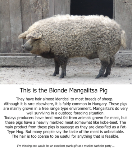 Blonde Mangalitsa Pig.png