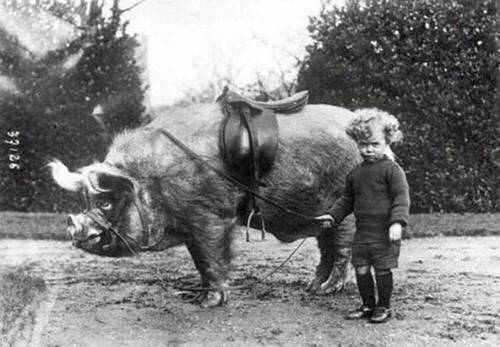 Bacon - Boy And Saddled Pig - Sir Anthony Wingfield - Ampthill House Menagerie - Bedfordshire, England - Circa 1910.jpg