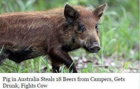 Pig In Australia - 1.jpg