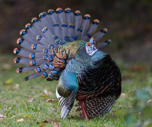 Ocellated Turkey - Only Lives In A Small Part Of Mexico, Belize, And Guatemala.jpg