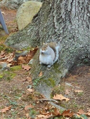 Squirrel - Not A Good Sign - Bulking Up - Winter.jpg