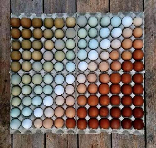 Eggs - Color Variance.jpg