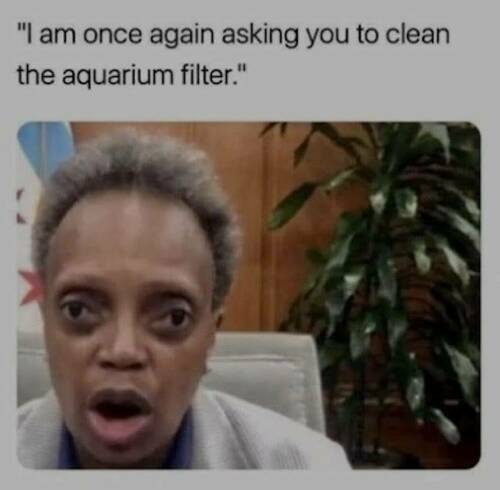 Lori Lightfoot - Clean Aquarium Air Filter.jpg