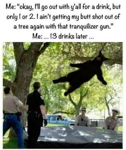 Bear - Drunk - Tranquilizer - Shot Out Of Tree.jpg