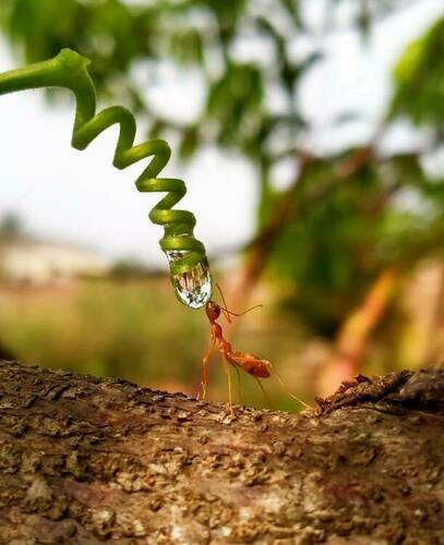 Ant Drinking From Suspended Raindrop.jpg