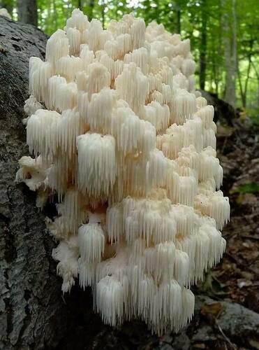 Coral Tooth Mushroom.jpg