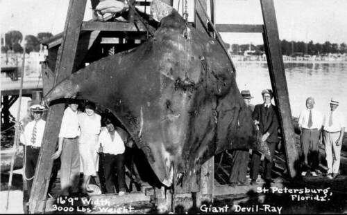Giant Devil-Ray - 16.9 Wingspan - 3,000 Lbs. - St. Petersburg, FL 1920's.jpg