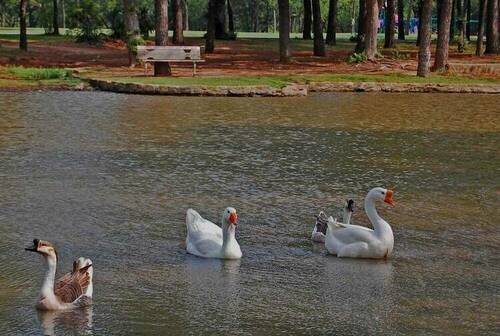Goose Pond.jpg