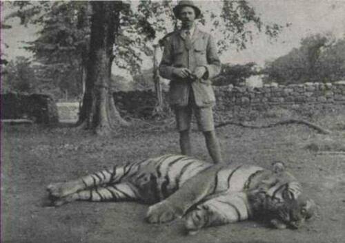 Hunter Jim Corbett And The Champawat Tiger, A Bengal Tiger Responsible For The Deaths Of An Estimated 430 People - Late 19th Century Nepal:India - 1907.jpg