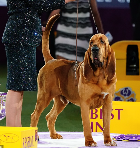Trumpet - Bloodhound - 146th Westminster Kennel Club Dog Show.png
