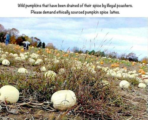 Pumpkins - Pumkin Spice - Poachers - Ethically Sourced Pumpkin Spice.jpg