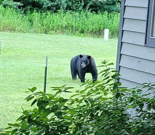 bear in yard.jpg