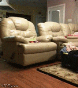 487147336_DogAndWomanRaceToGetToTheChairFirst.gif